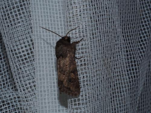 Réf. 274 541 : Luperina testacea